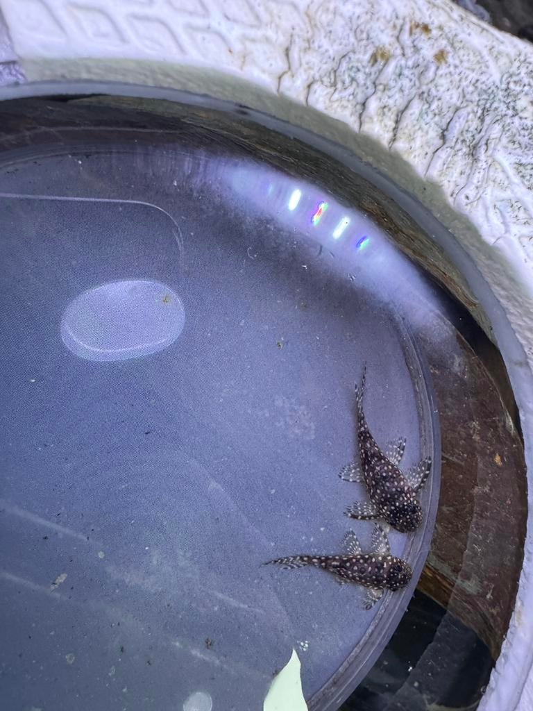 L136 hypancistrus, Dieren en Toebehoren, Vis, Zoetwatervis