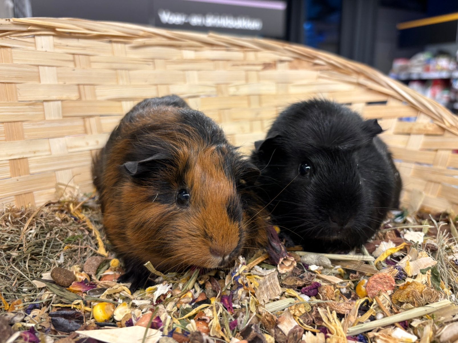 Leuk cavia koppeltje ( zeugen), van zorgboerderij, Dieren en Toebehoren, Knaagdieren, Cavia, Juli, Vrouwelijk, Tam