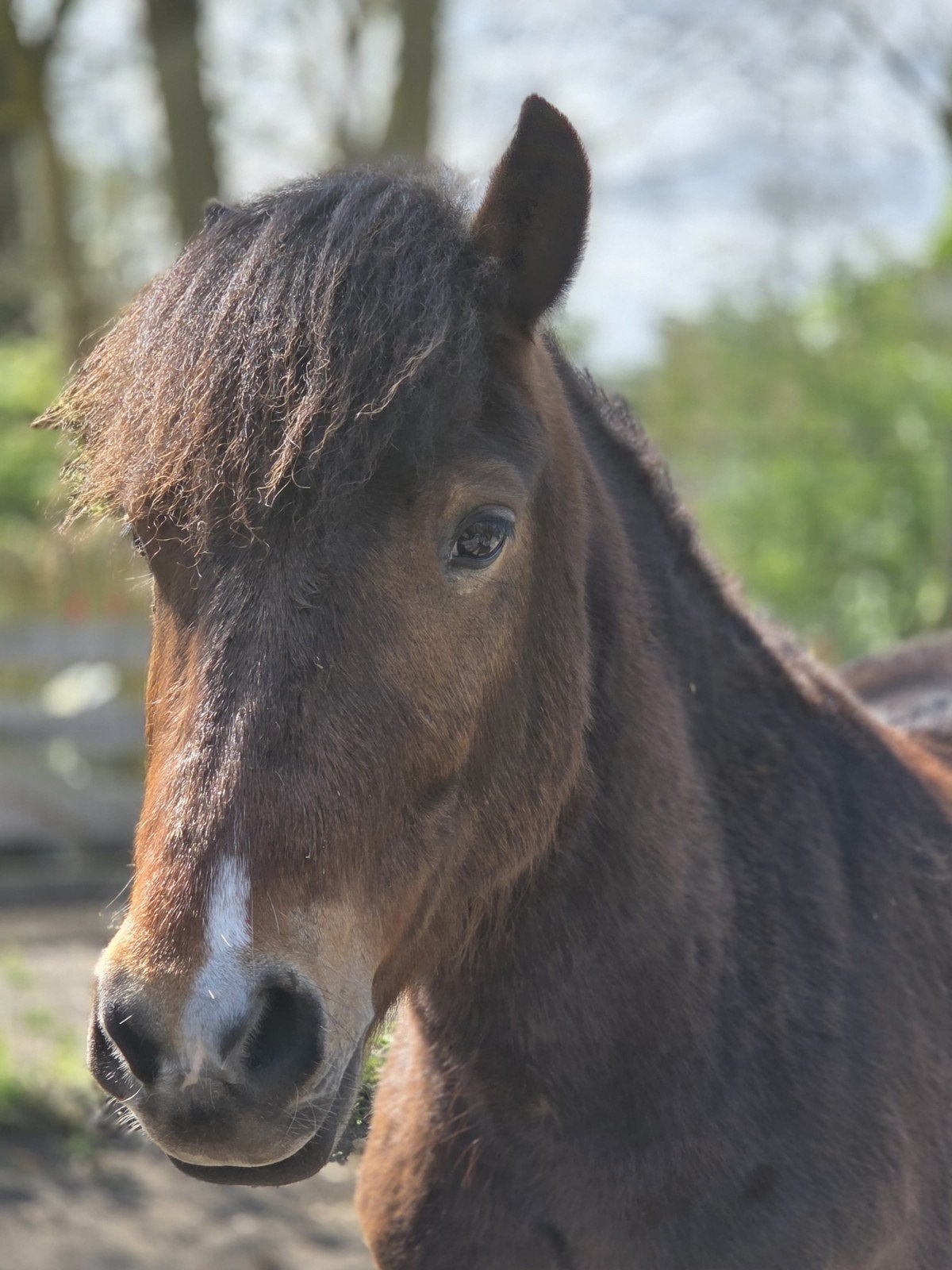 Stoere pony., Ruin