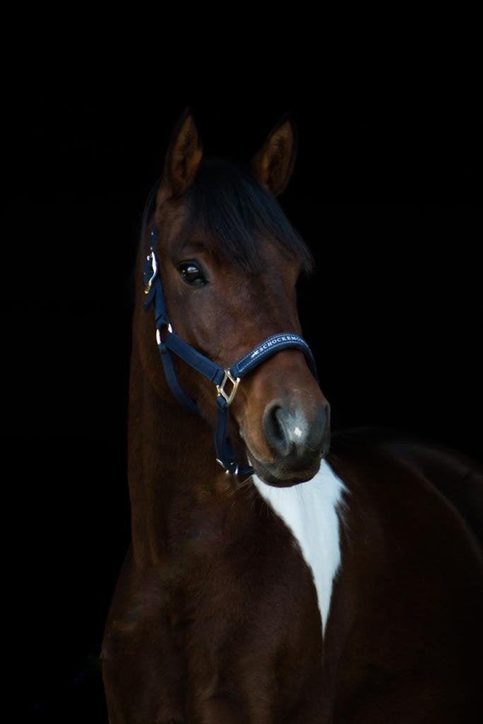 Allround 12 jarige bonte pony te koop, Gechipt, Minder dan 160 cm, Ruin, L