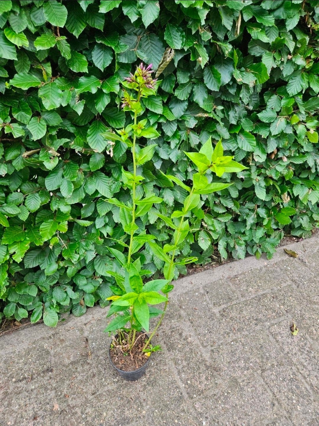 Prachtige Floxen in pot - Ideaal voor elke tuin!, Volle zon, Vaste plant, Zomer, Ophalen