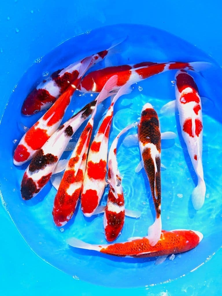 Japankoi, Nisia, diverse Japanse kwekers, Hirasawa Marusei, Karper of Koi