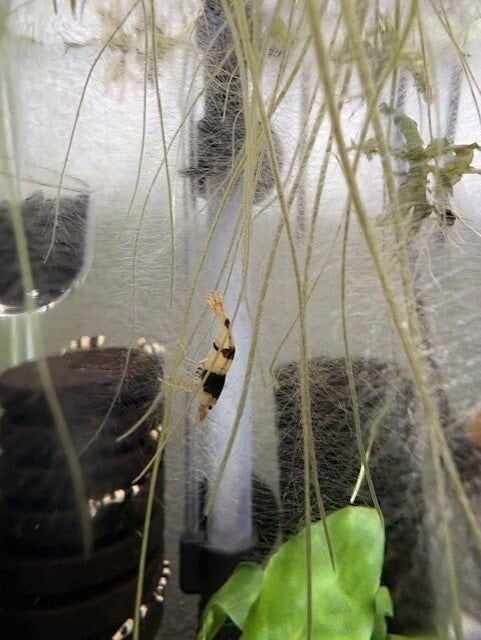Caridina Black Bee – op kraanwater gekweekt - siergarnalen, Dieren en Toebehoren, Kreeft, Krab of Garnaal, Zoetwatervis
