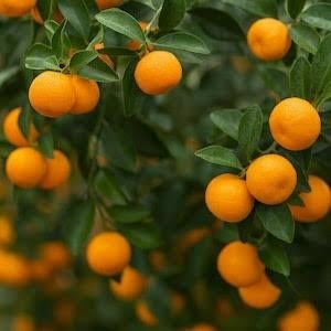 Citrus Keraji Mandarin vorstbestendig mandarijn geënte plant, Ophalen, Minder dan 100 cm, Overige soorten, Volle zon