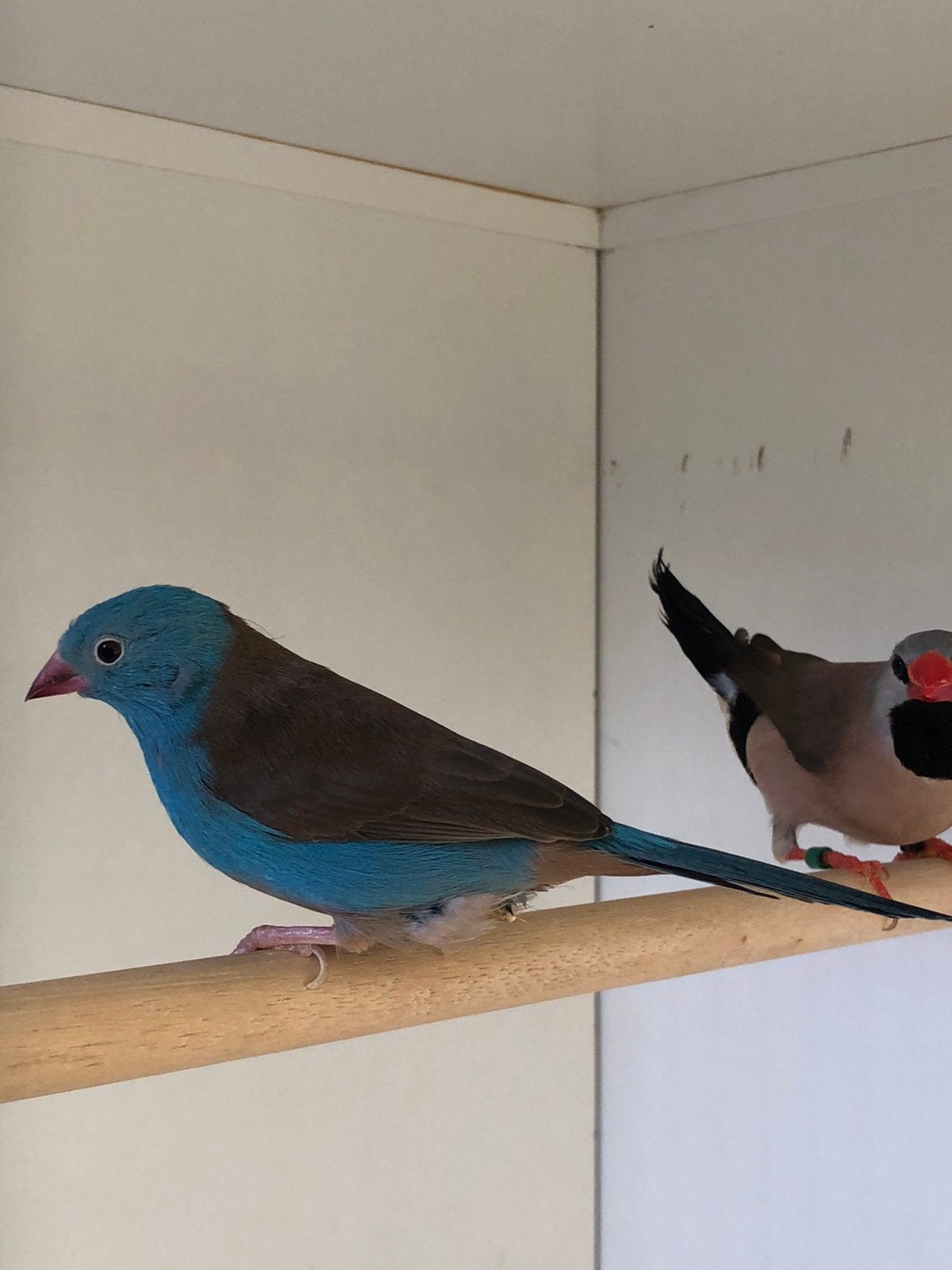 Blauwkopblauwfasantjes, Dieren en Toebehoren, Mannelijk
