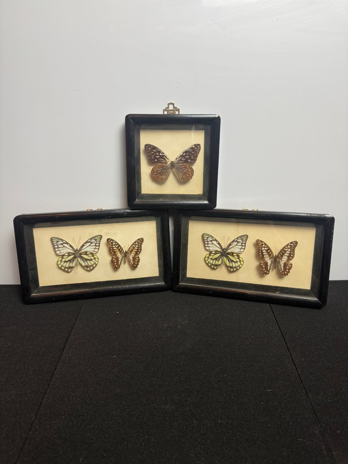 5 opgezette vlinders in lijst — taxidermie, Bijen