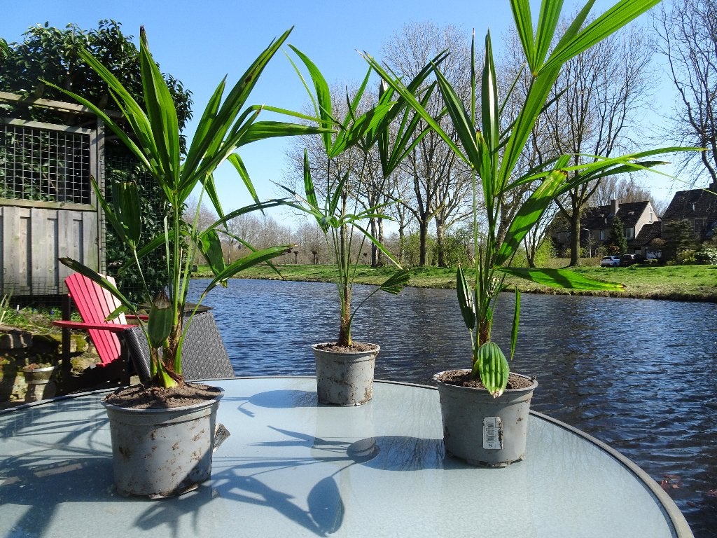 Trachy Carpus Fortunei (palm), Volle zon, Vaste plant, Lente, Ophalen