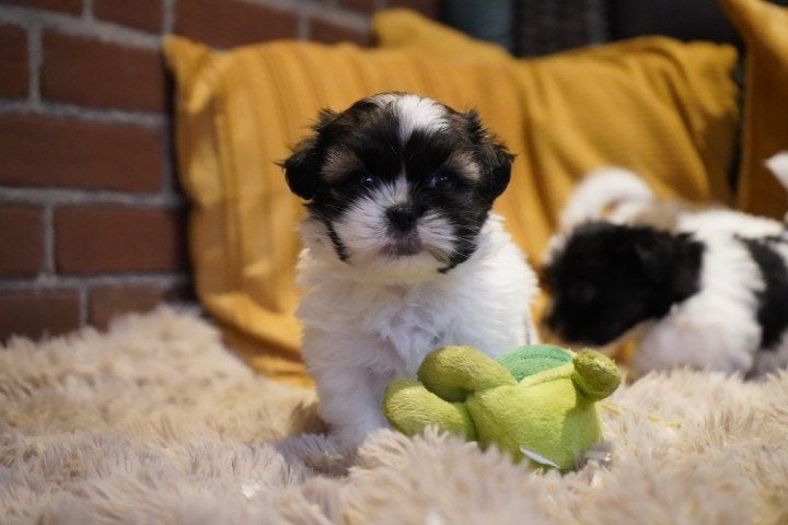 Kleine boomer pups, maltezer - shih tzu. Teefjes., Dieren en Toebehoren, Honden | Chihuahua's en Gezelschapshonden, Nederland