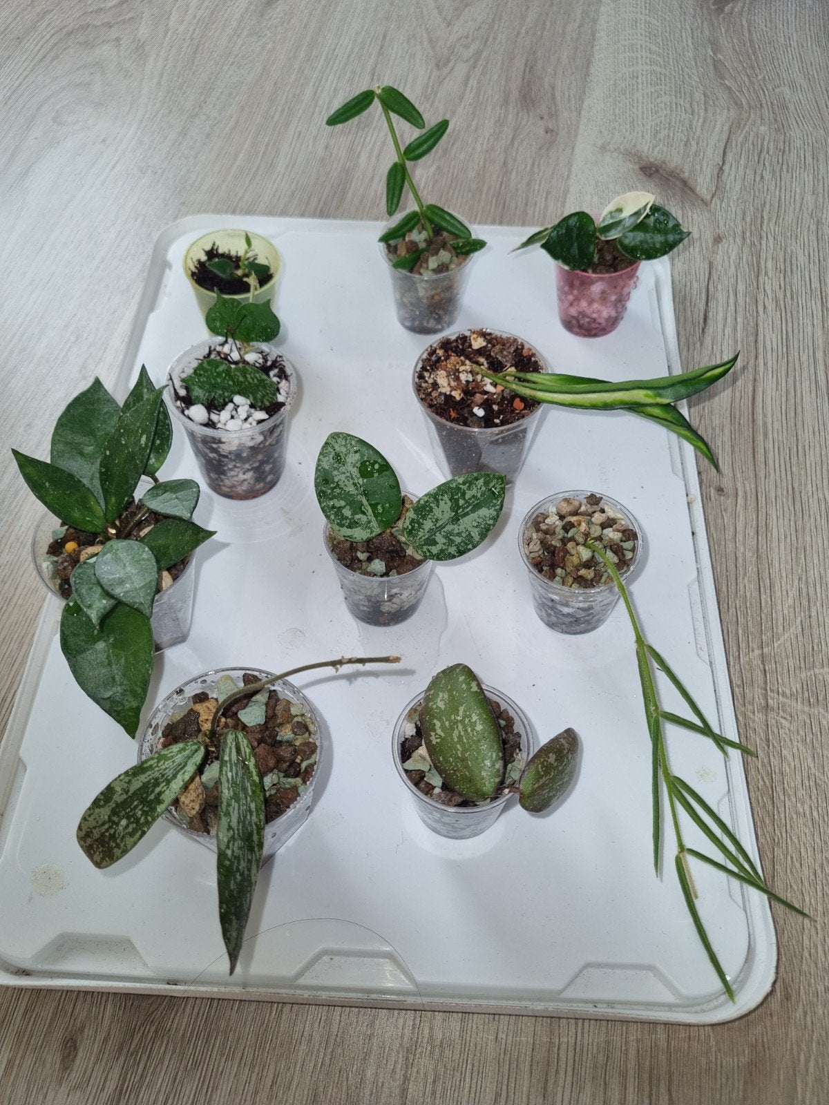 Hoya stekjes pakket 10x voor €25!, Ophalen of Verzenden