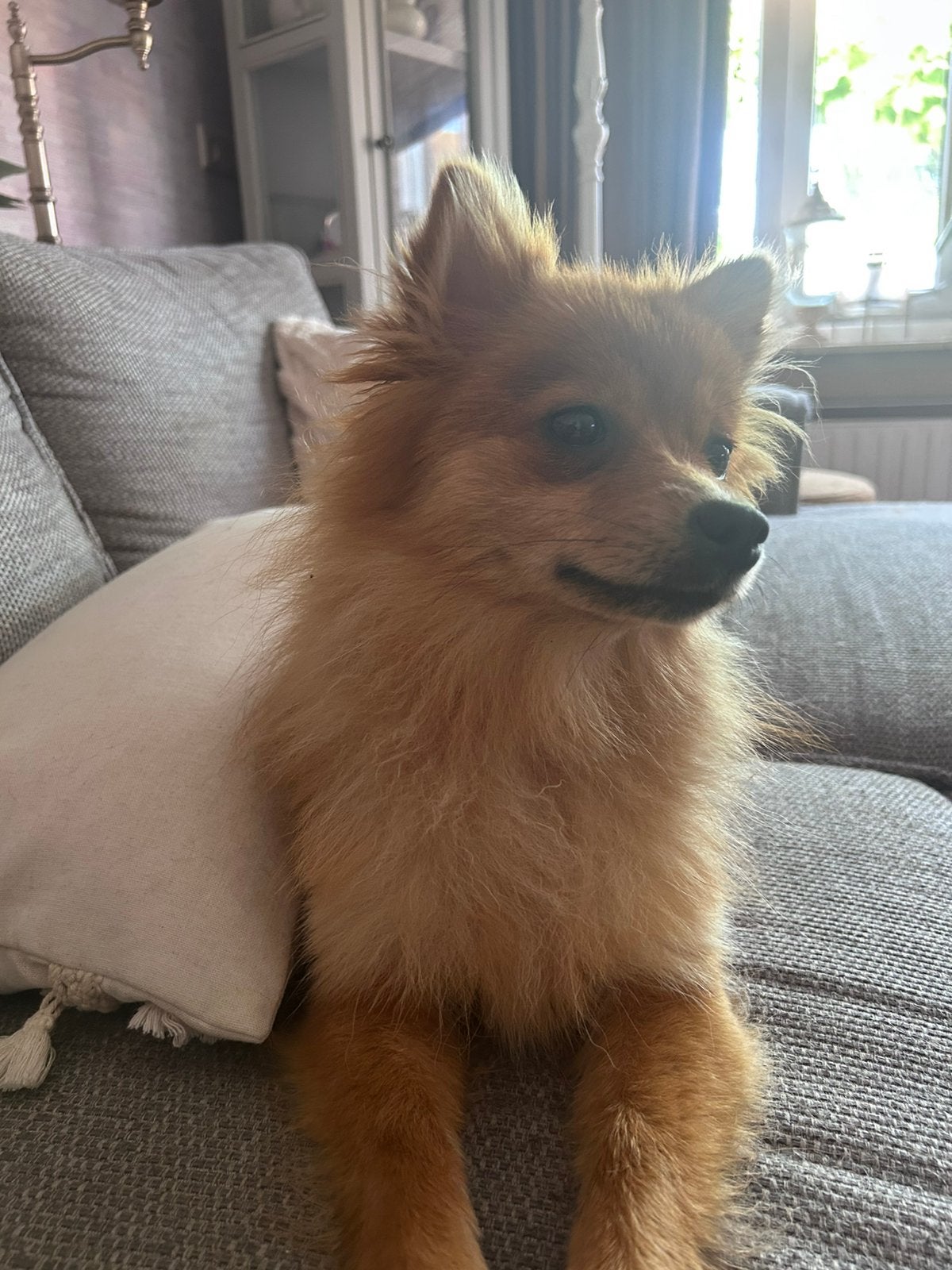 Kleine kees , teefje, Keeshond, 15 weken tot 1 jaar, Teef, Eén hond
