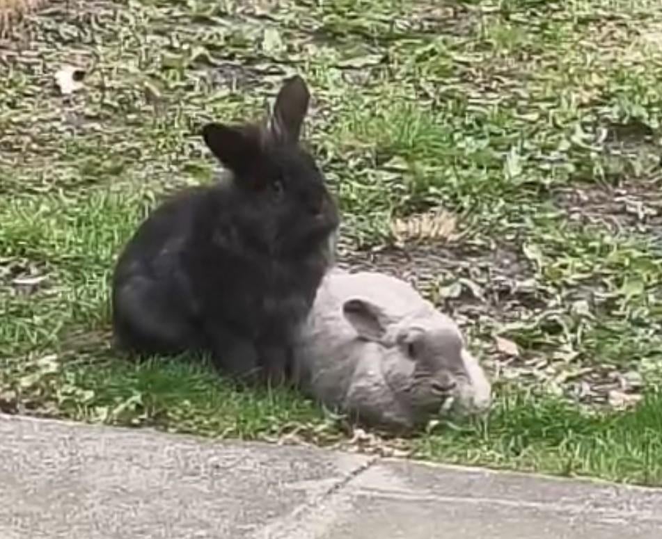 Konijn, Ram voor dekking., Dieren en Toebehoren, Mannelijk, Middelgroot, 0 tot 2 jaar