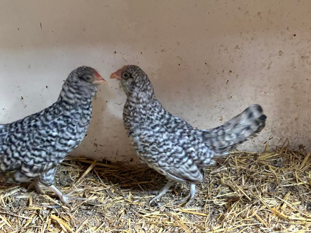 Broedeieren watermolen baardkrielkipjes, Dieren en Toebehoren, Pluimvee, Geslacht onbekend, Kip