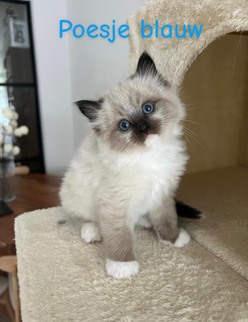 Prachtige Ragdoll kittens zoeken een gouden mandje 🤍🐾, Meerdere dieren, Gechipt, 0 tot 2 jaar