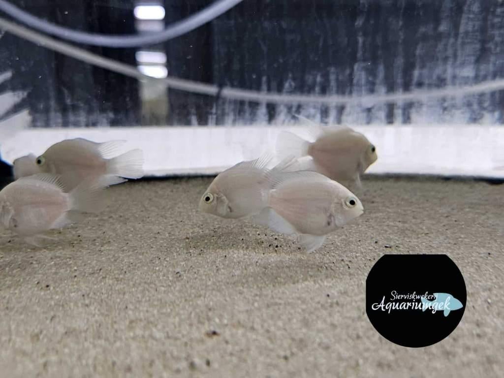 Polar Platinum Parrot Cichlid – Amatitlania gezocht, Dieren en Toebehoren, Vissen | Aquariumvissen, Vis
