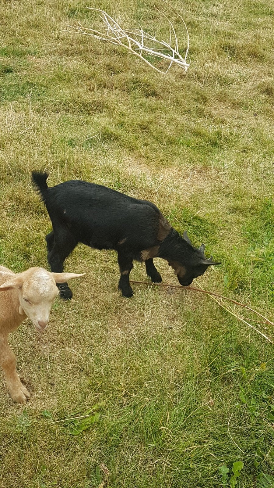 3 supermooie en lieve bokjes., Mannelijk, Geit