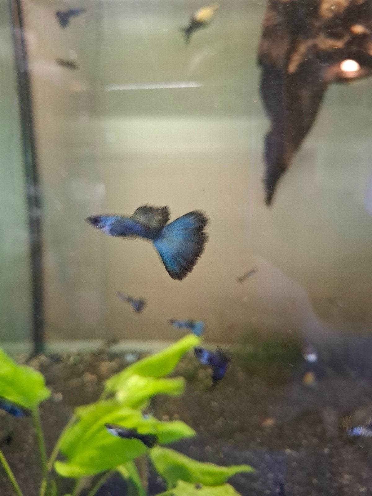 Guppy Moskau blue, Dieren en Toebehoren, Vissen | Aquariumvissen, Vis