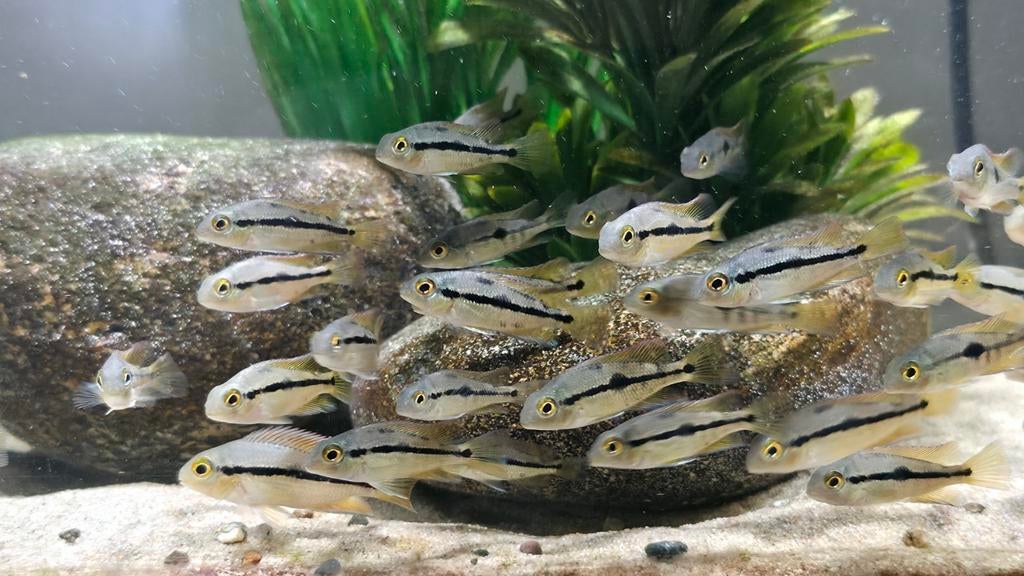 Hypsophrys Nicaraguensis (Gele Moga) jongen!!, Dieren en Toebehoren, Vissen | Aquariumvissen