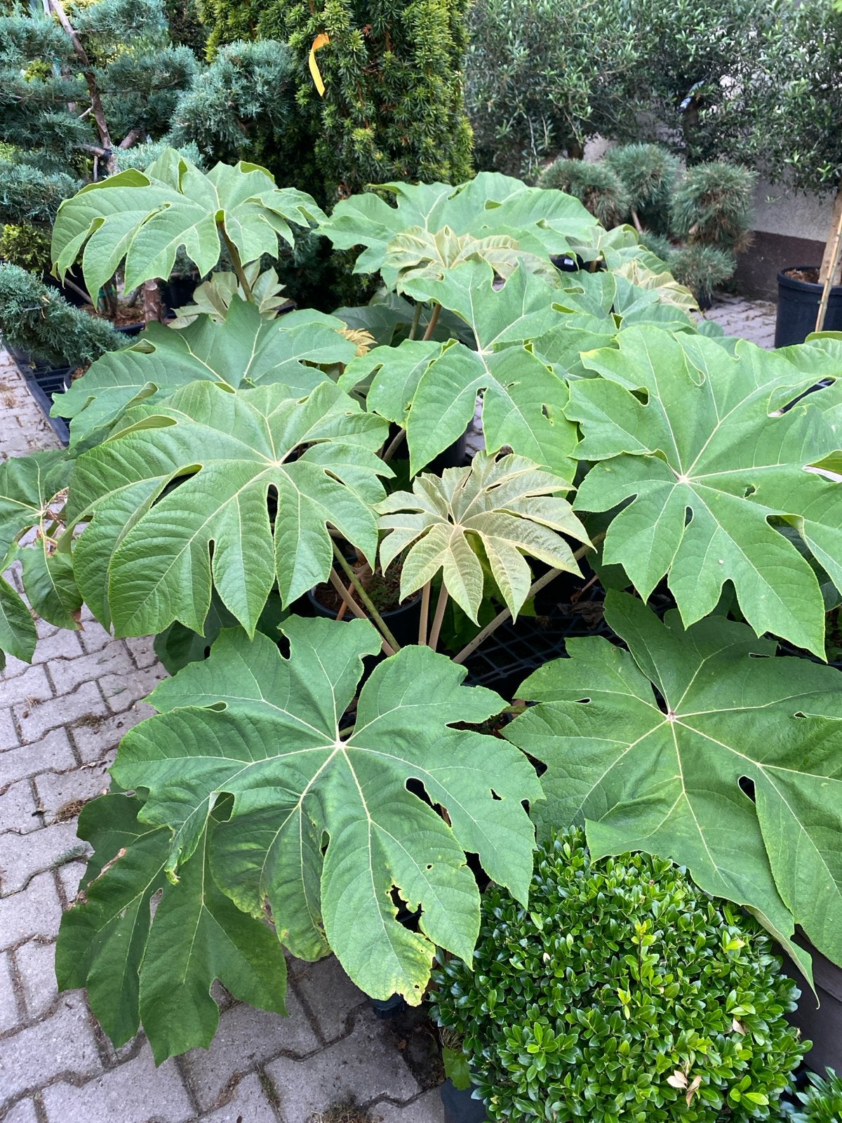 Tetrapanax - Indrukwekkende Vaste Plant voor Tuin, Tuin en Terras, Volle zon, Vaste plant, Bloeit niet, Ophalen