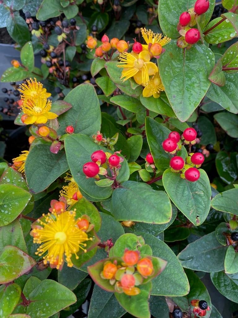 Stekjes van Hypericum met gele bloemen en rode bessen, Ophalen, Zomer, Vaste plant