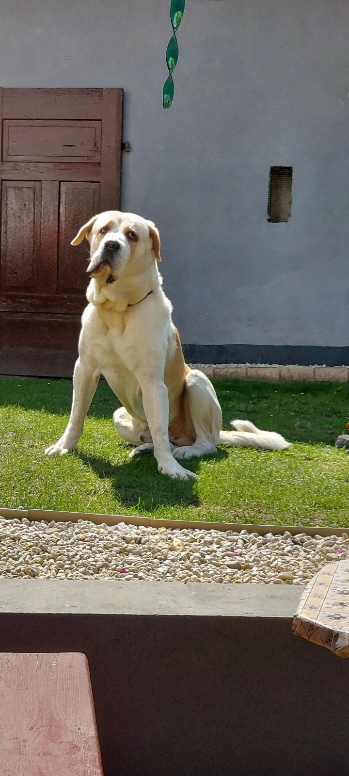 Central Aziatische Herder Alabai een nieuwe thuis nodig, 6 jaar of ouder, Rabiës (hondsdolheid), Reu, Eén hond