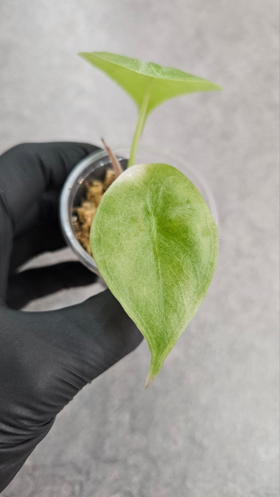 Alocasia longiloba Silver, Huis en Inrichting, Ophalen of Verzenden, Halfschaduw, Minder dan 100 cm