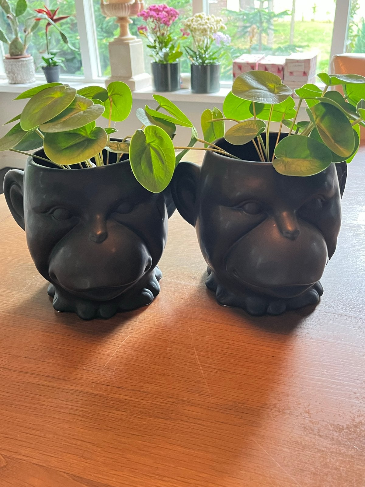 Twee bloempotten met pannenkoekplanten - Enschede, Ophalen of Verzenden