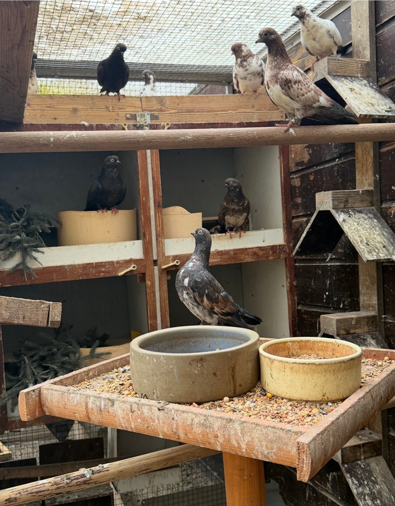 Portugese tuimelaars te koop, Dieren en Toebehoren, Meerdere dieren, Overige soorten