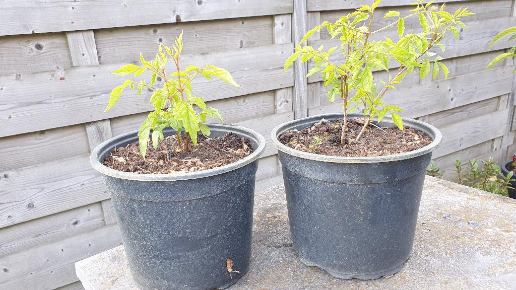 Stekken van de Campsis radicans = trompetbloem, Tuin en Terras, Planten | Tuinplanten, Overige soorten, Volle zon, Ophalen