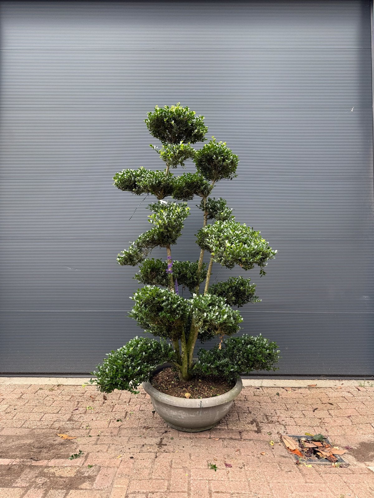 Ilex Crenata 'Glory Gem' Bonsai - 200 cm in 50L schaal, Vaste plant, Bloeit niet, Halfschaduw, Ophalen
