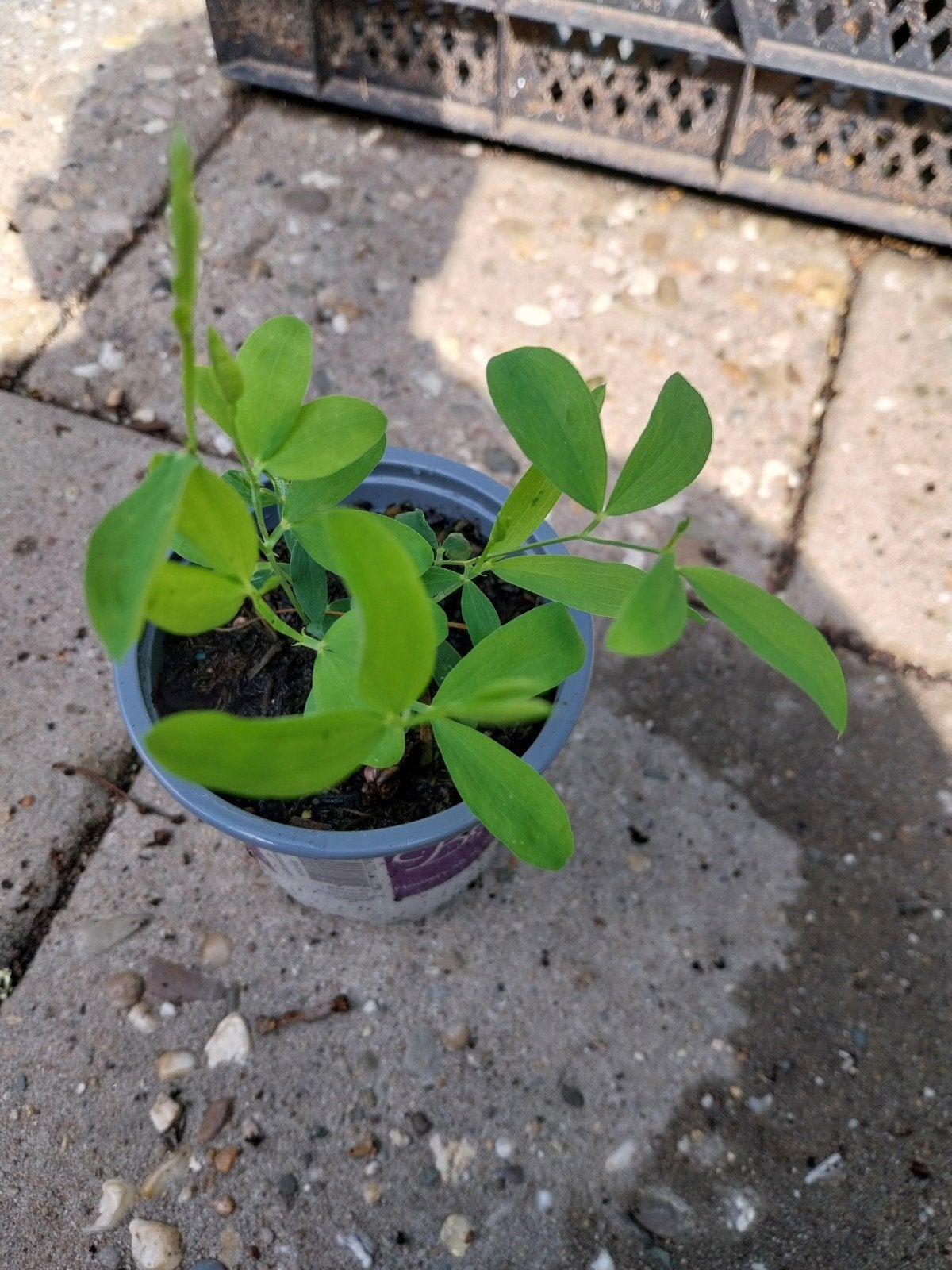 Lathyrus,vasteklimplant, Ophalen, Overige soorten, Volle zon