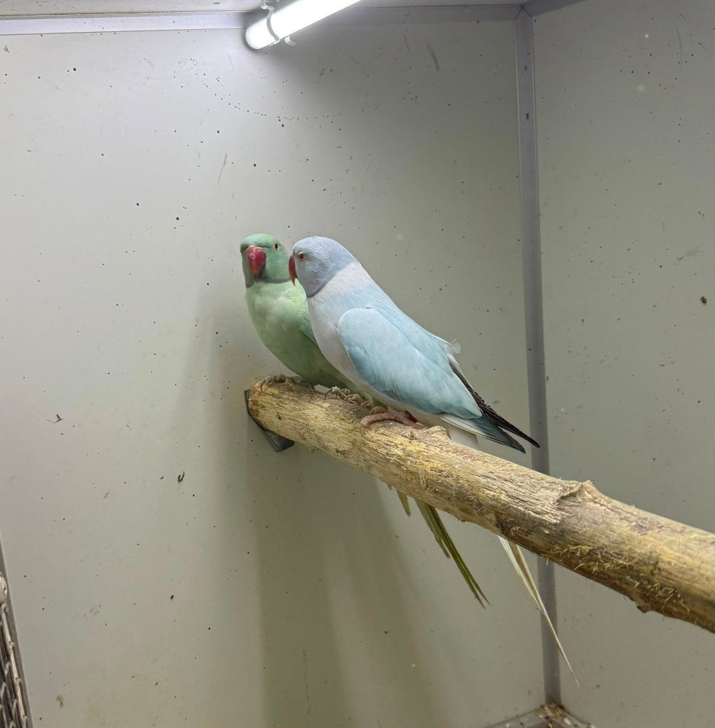 kweekkoppel halsbandparkieten aqua opaline wkws, Dieren en Toebehoren, Meerdere dieren, Parkiet
