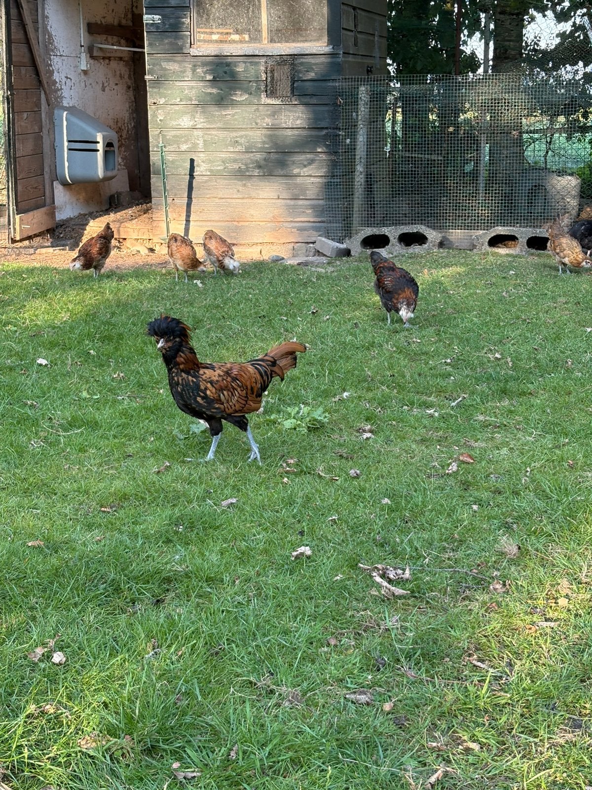 Padua kippen, Meerdere dieren, Kip