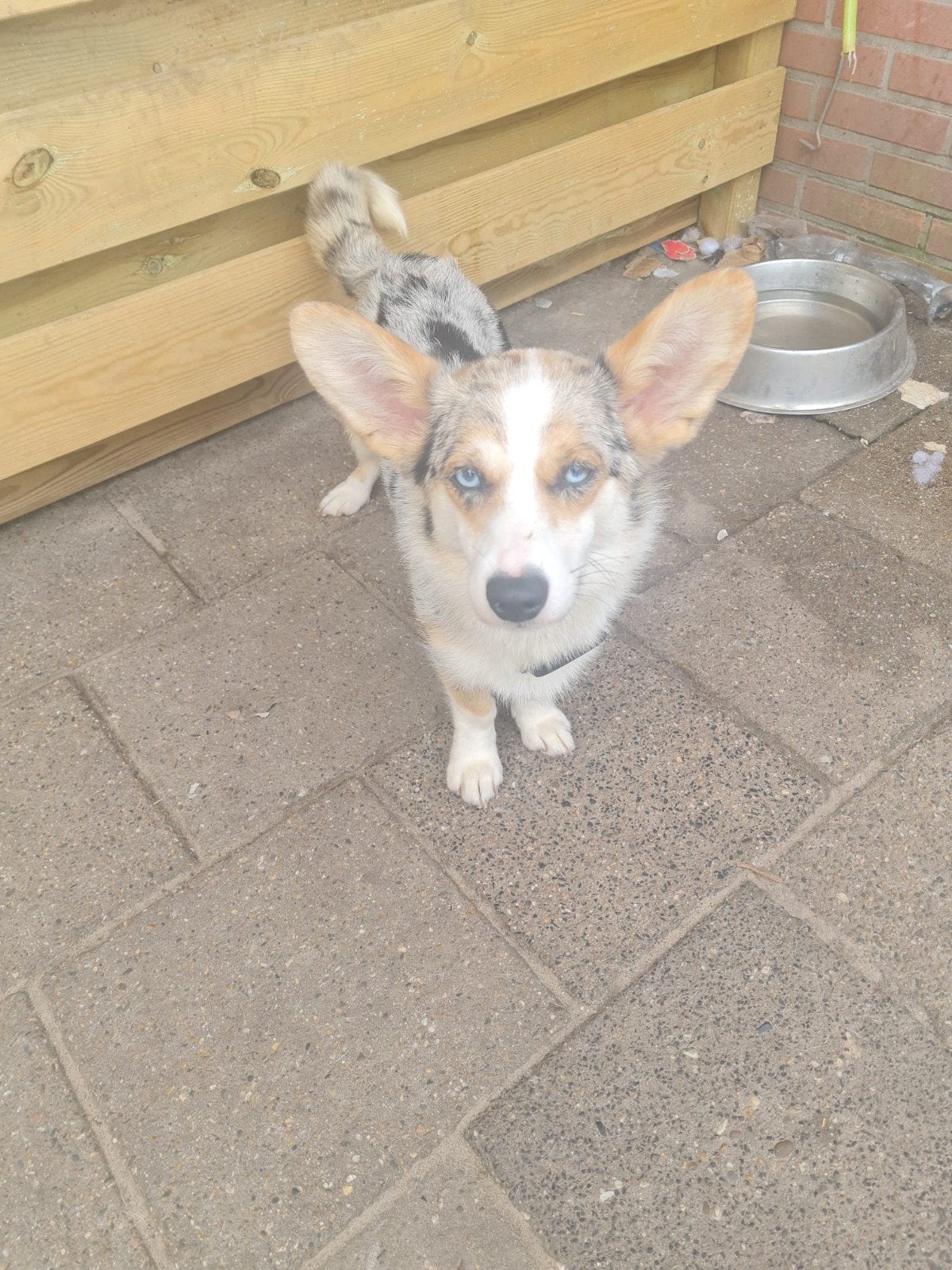 Prachtige Merle Corgi Teef, Dieren en Toebehoren, Honden | Herdershonden en Veedrijvers, Parvo, 1 tot 2 jaar, Teef, Eén hond