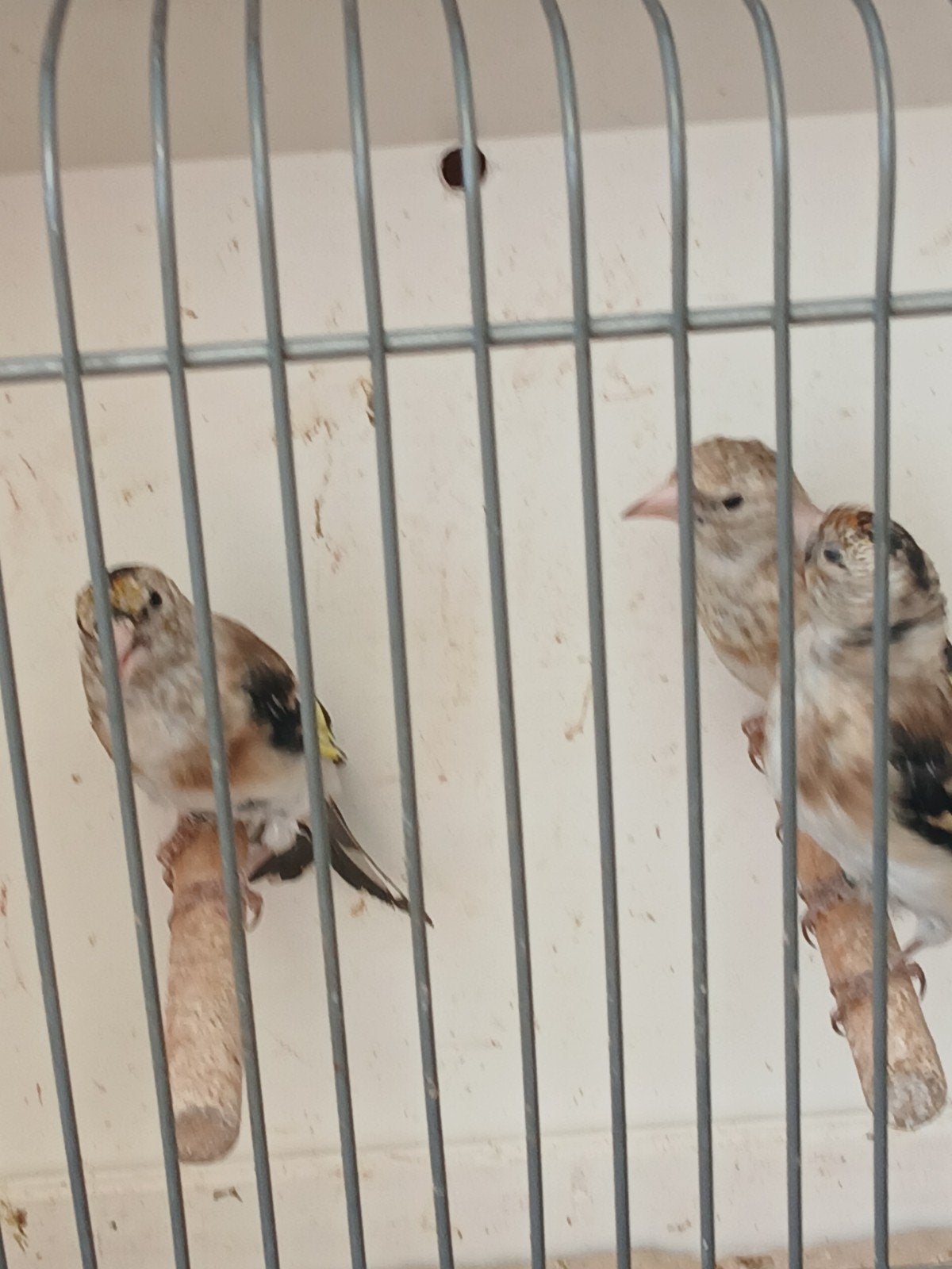 Majoor putters jong., Dieren en Toebehoren, Meerdere dieren, Wildzangvogel, Geringd