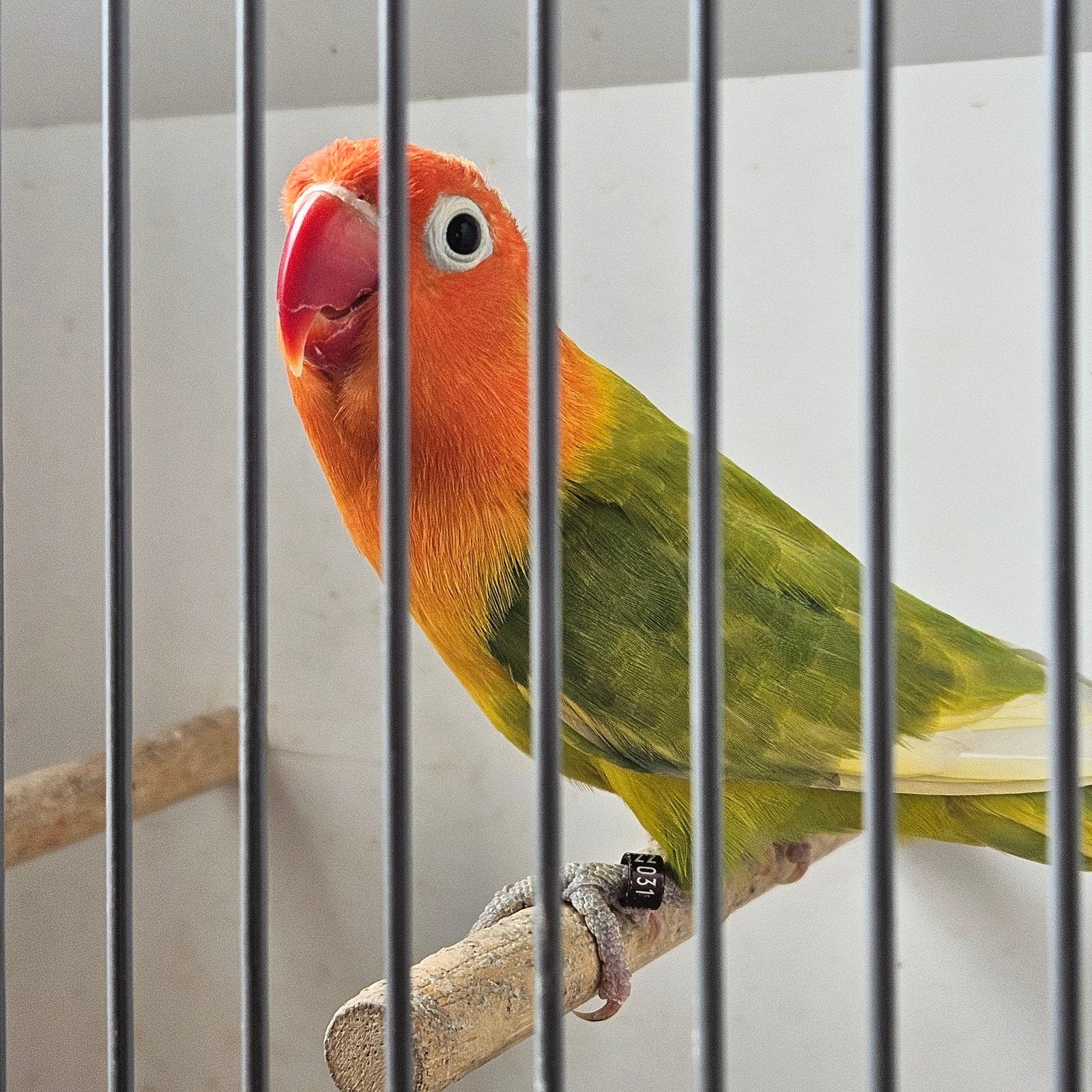 Fischeri man pastel opaline, Mannelijk, Dwergpapegaai of Agapornis