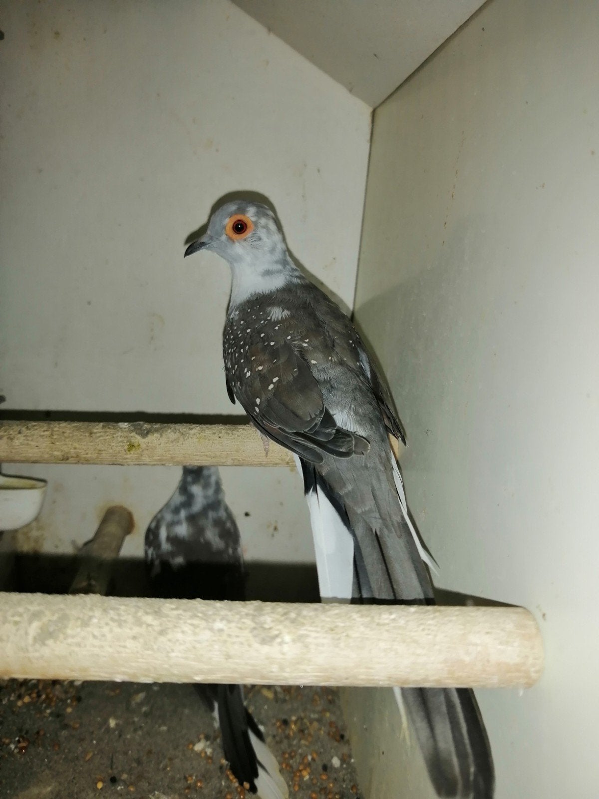Bonte Diamantduiven, Dieren en Toebehoren, Vogels | Duiven, Meerdere dieren