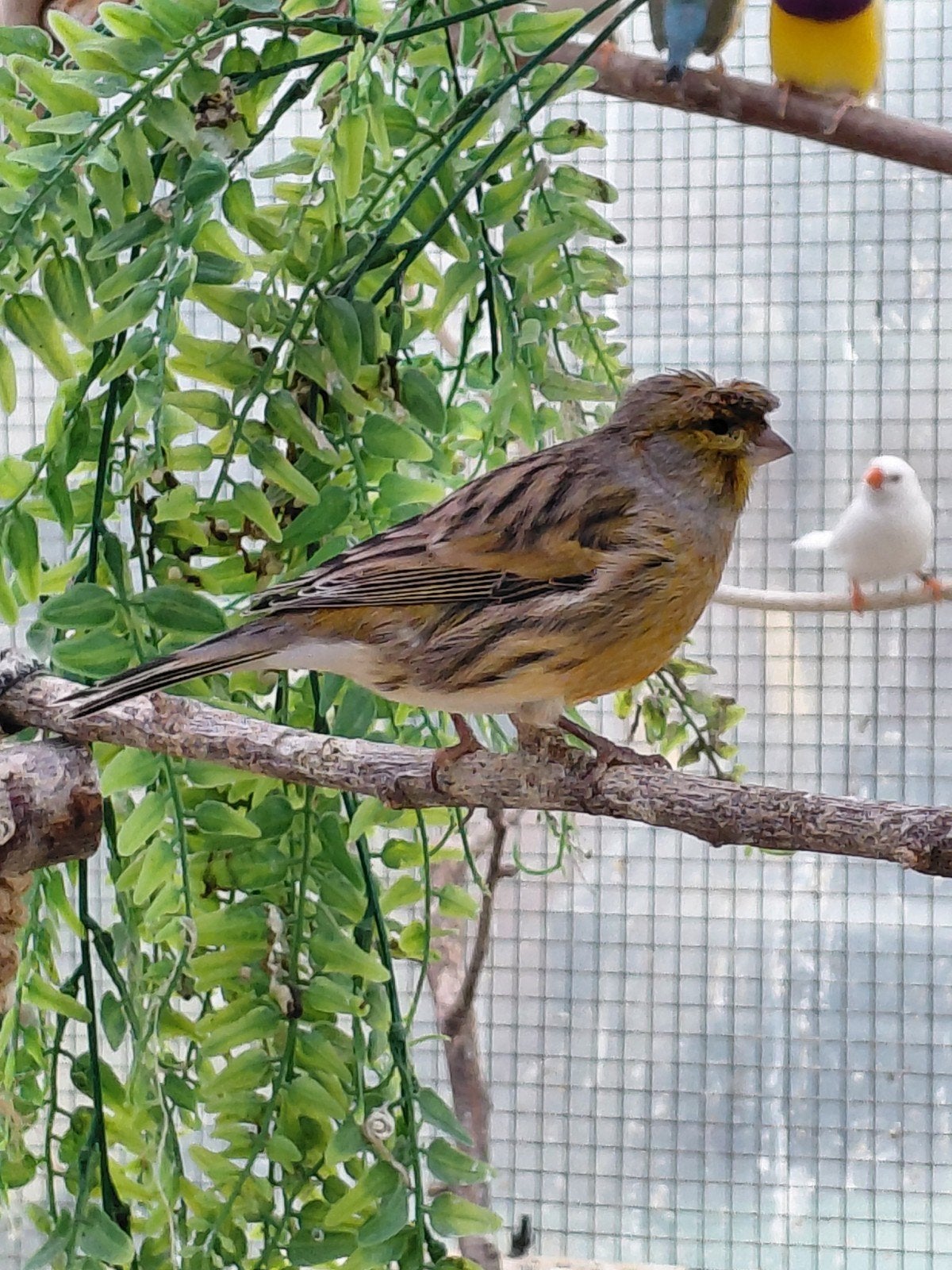 kuif kanarie, Dieren en Toebehoren, Mannelijk, Kleurkanarie