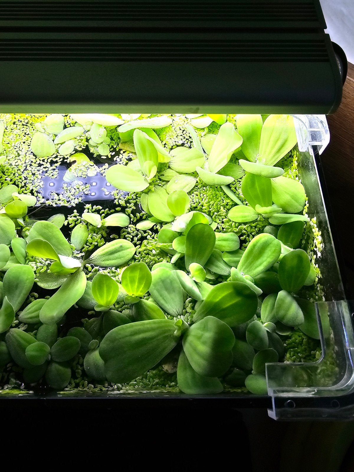 Aquarium of vijver plantjes drijvend, Dieren en Toebehoren, Ophalen, Nieuw, Plant(en), Steen of Hout