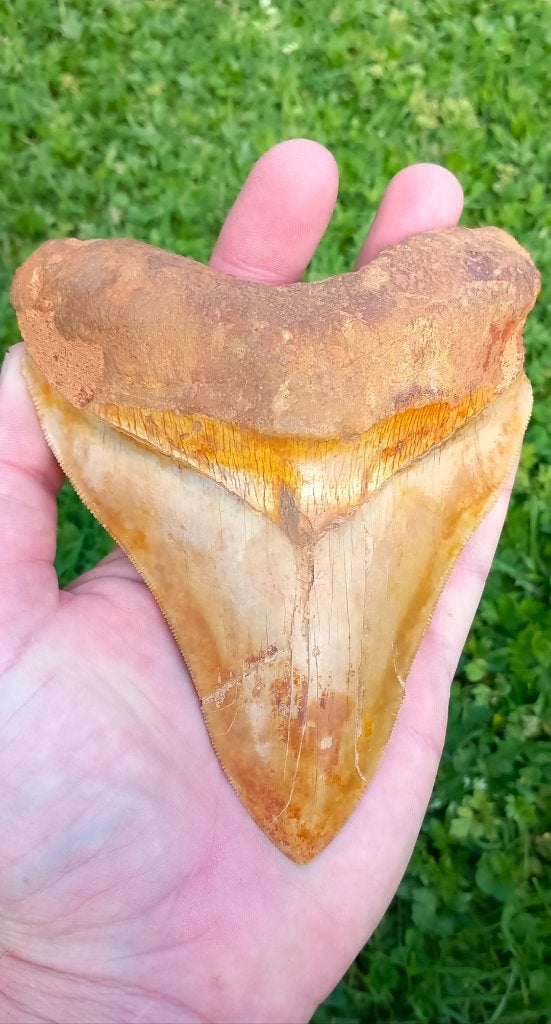 Gigantische Megalodon haaientand 14,2 cm fossiel, Ophalen of Verzenden, Fossiel