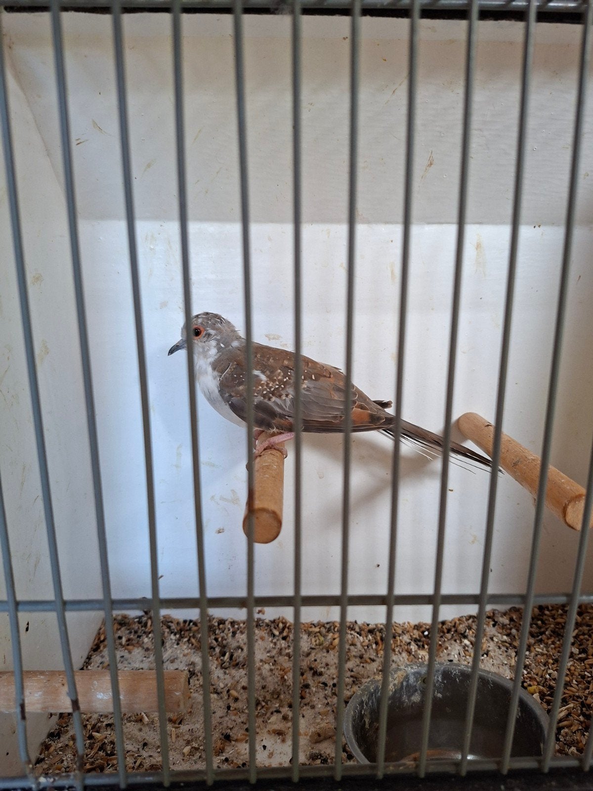 bonte diamantduifje 2026, Dieren en Toebehoren, Mannelijk, Tropenvogel, Geringd