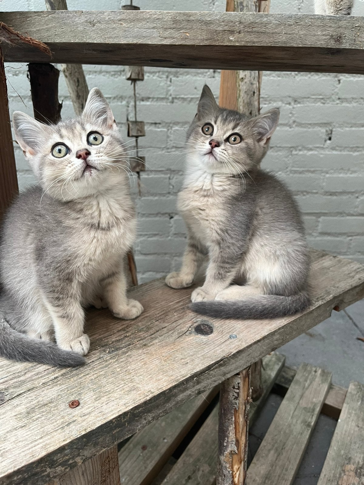 Britse korthaar kittens, Dieren en Toebehoren, Katten en Kittens | Overige Katten, Meerdere dieren