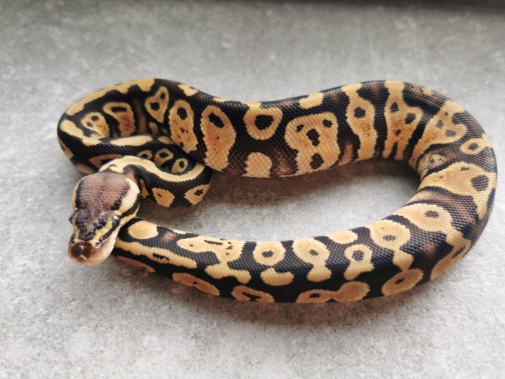 0.1 Pastel (het Clown) Koningspython Ball Python photo 4