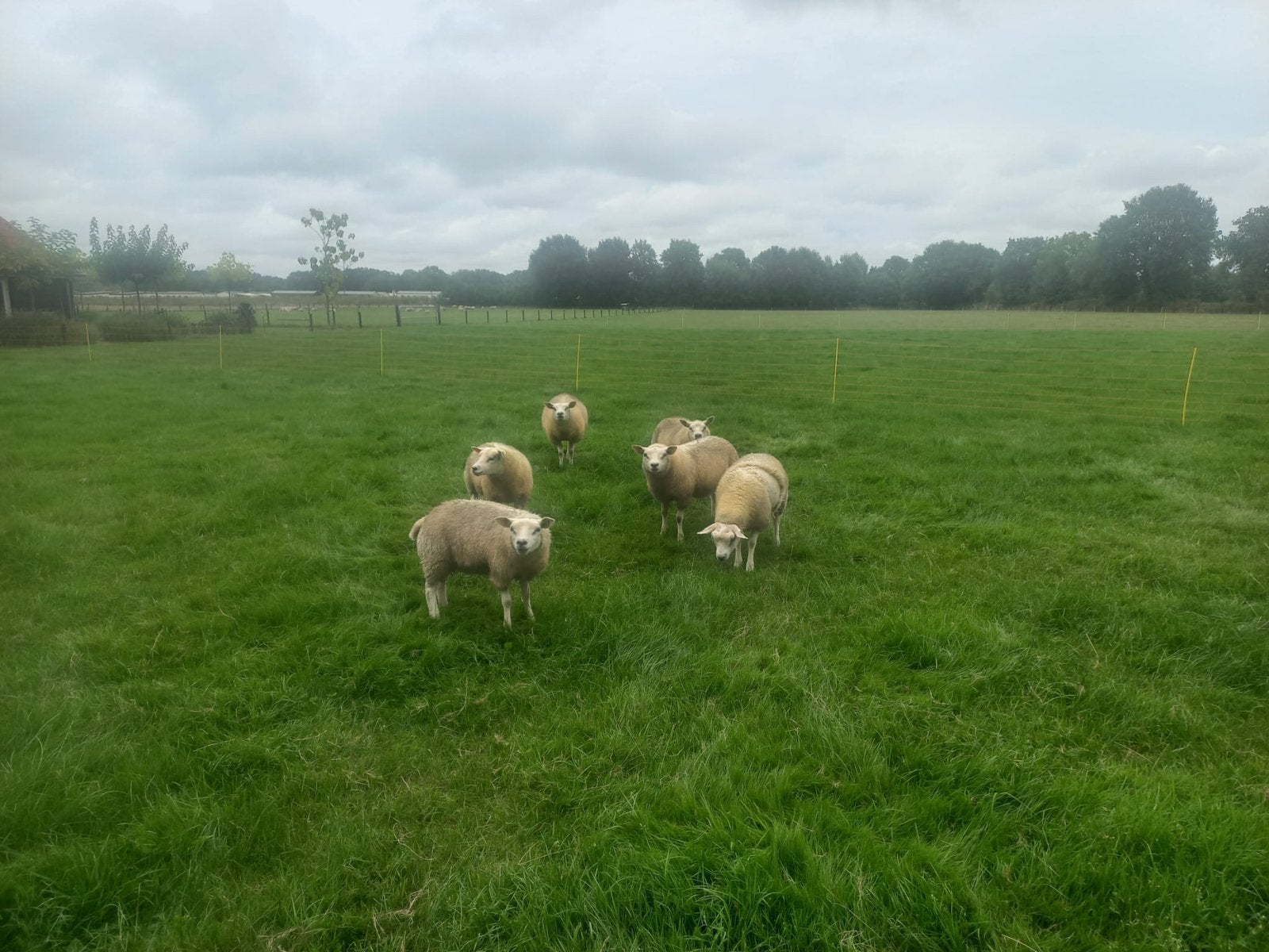 6 mooie ooilammeren, Dieren en Toebehoren, Vrouwelijk, Schaap, 0 tot 2 jaar