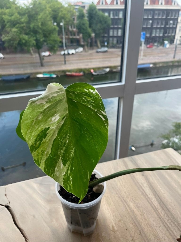 Monstera Deliciosa Variegata (Potted), Ophalen, Overige soorten, Halfschaduw, Minder dan 100 cm
