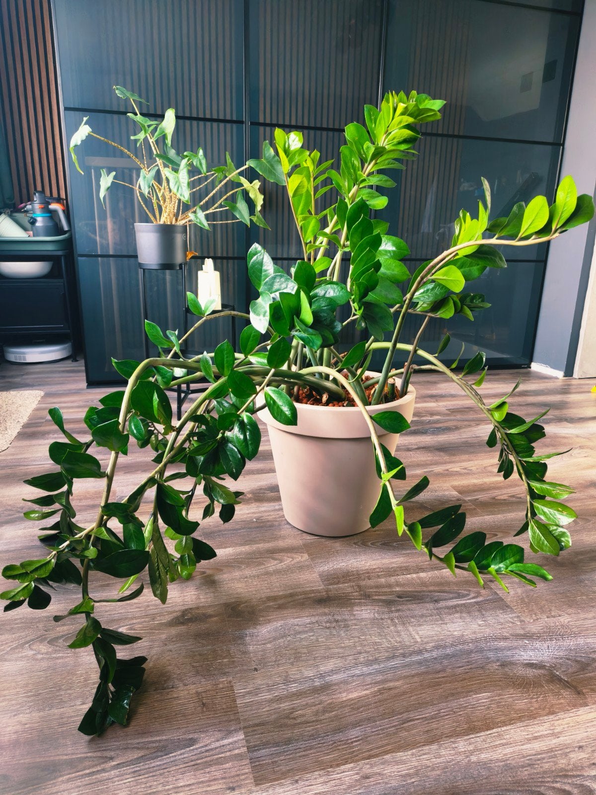Grote Zamioculcas Zamiifolia (ZZ Plant) in pot, Huis en Inrichting, Kamerplanten, Groene kamerplant, Ophalen, Overige soorten