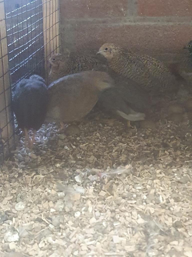 Kwartels te koop verschillende kleuren., Dieren en Toebehoren, Pluimvee, Meerdere dieren, Overige soorten