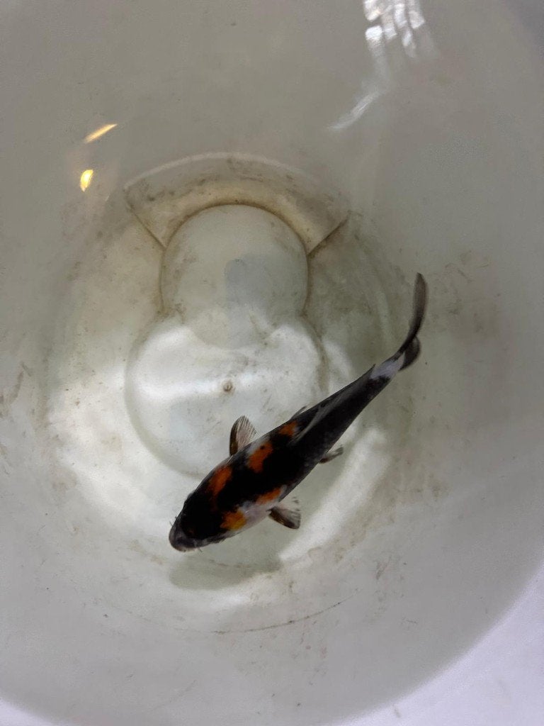 japanse koi tosai, Karper of Koi