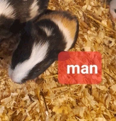 3 jonge beertjes aangeboden., Dieren en Toebehoren, Juni, Meerdere dieren, Cavia