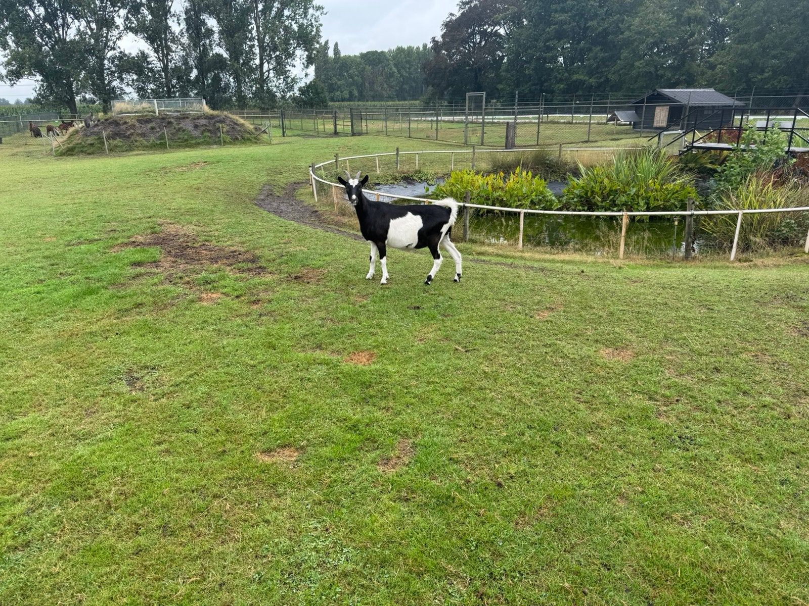 Mooie bonte geit, Dieren en Toebehoren, Vrouwelijk, Geit