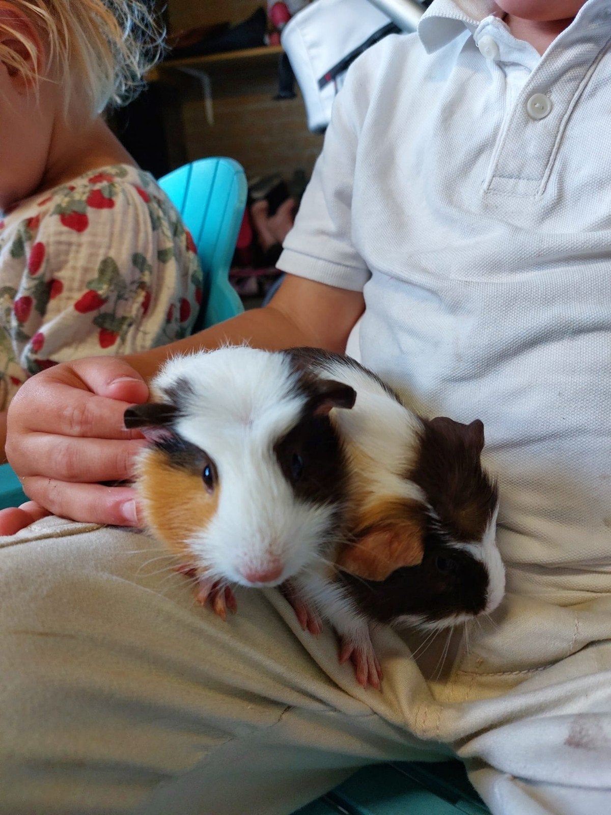jonge cavia's, Dieren en Toebehoren, Cavia, Augustus, Meerdere dieren, Tam